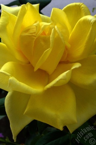 A mobile wallpaper and MMS picture for Apple iPhone 7s, 6s, 5s, 4s, Plus, iPods, iPads, New iPads, Samsung Galaxy S Series and Notes, Sony Ericsson Xperia, LG Mobile Phones, Tablets and Devices: Yellow rose photo.
