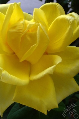 A mobile wallpaper and MMS picture for Apple iPhone 7s, 6s, 5s, 4s, Plus, iPods, iPads, New iPads, Samsung Galaxy S Series and Notes, Sony Ericsson Xperia, LG Mobile Phones, Tablets and Devices: Yellow rose photo.
