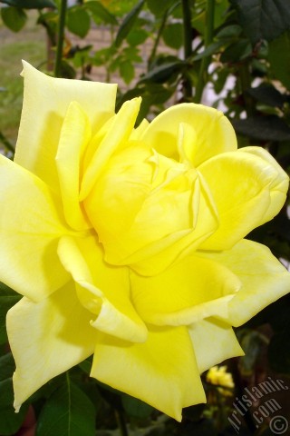 A mobile wallpaper and MMS picture for Apple iPhone 7s, 6s, 5s, 4s, Plus, iPods, iPads, New iPads, Samsung Galaxy S Series and Notes, Sony Ericsson Xperia, LG Mobile Phones, Tablets and Devices: Yellow rose photo.
