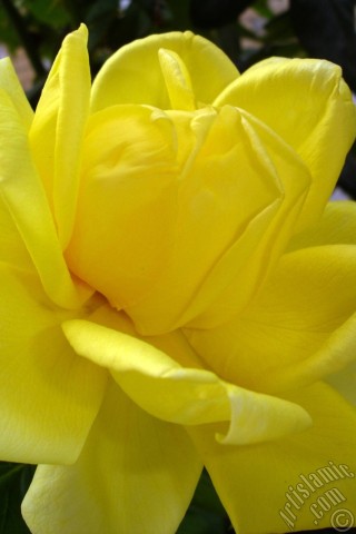 A mobile wallpaper and MMS picture for Apple iPhone 7s, 6s, 5s, 4s, Plus, iPods, iPads, New iPads, Samsung Galaxy S Series and Notes, Sony Ericsson Xperia, LG Mobile Phones, Tablets and Devices: Yellow rose photo.
