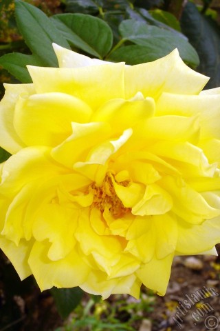 A mobile wallpaper and MMS picture for Apple iPhone 7s, 6s, 5s, 4s, Plus, iPods, iPads, New iPads, Samsung Galaxy S Series and Notes, Sony Ericsson Xperia, LG Mobile Phones, Tablets and Devices: Yellow rose photo.
