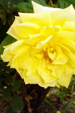 A mobile wallpaper and MMS picture for Apple iPhone 7s, 6s, 5s, 4s, Plus, iPods, iPads, New iPads, Samsung Galaxy S Series and Notes, Sony Ericsson Xperia, LG Mobile Phones, Tablets and Devices: Yellow rose photo.
