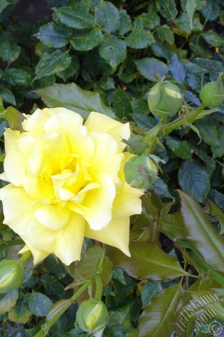 A mobile wallpaper and MMS picture for Apple iPhone 7s, 6s, 5s, 4s, Plus, iPods, iPads, New iPads, Samsung Galaxy S Series and Notes, Sony Ericsson Xperia, LG Mobile Phones, Tablets and Devices: Yellow rose photo.
