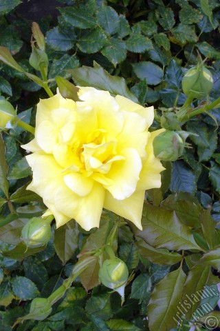A mobile wallpaper and MMS picture for Apple iPhone 7s, 6s, 5s, 4s, Plus, iPods, iPads, New iPads, Samsung Galaxy S Series and Notes, Sony Ericsson Xperia, LG Mobile Phones, Tablets and Devices: Yellow rose photo.
