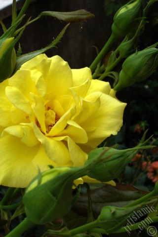A mobile wallpaper and MMS picture for Apple iPhone 7s, 6s, 5s, 4s, Plus, iPods, iPads, New iPads, Samsung Galaxy S Series and Notes, Sony Ericsson Xperia, LG Mobile Phones, Tablets and Devices: Yellow rose photo.
