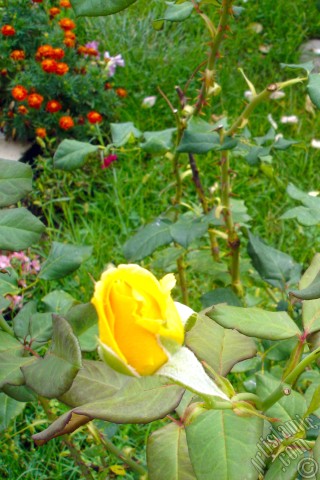 A mobile wallpaper and MMS picture for Apple iPhone 7s, 6s, 5s, 4s, Plus, iPods, iPads, New iPads, Samsung Galaxy S Series and Notes, Sony Ericsson Xperia, LG Mobile Phones, Tablets and Devices: Yellow rose photo.
