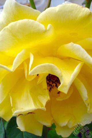 A mobile wallpaper and MMS picture for Apple iPhone 7s, 6s, 5s, 4s, Plus, iPods, iPads, New iPads, Samsung Galaxy S Series and Notes, Sony Ericsson Xperia, LG Mobile Phones, Tablets and Devices: Yellow rose photo.
