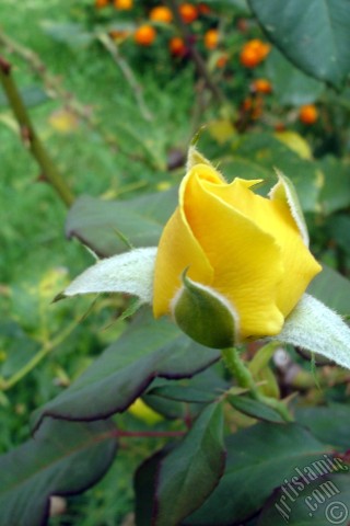 A mobile wallpaper and MMS picture for Apple iPhone 7s, 6s, 5s, 4s, Plus, iPods, iPads, New iPads, Samsung Galaxy S Series and Notes, Sony Ericsson Xperia, LG Mobile Phones, Tablets and Devices: Yellow rose photo.

