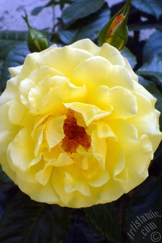 A mobile wallpaper and MMS picture for Apple iPhone 7s, 6s, 5s, 4s, Plus, iPods, iPads, New iPads, Samsung Galaxy S Series and Notes, Sony Ericsson Xperia, LG Mobile Phones, Tablets and Devices: Yellow rose photo.

