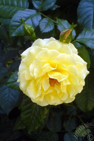 A mobile wallpaper and MMS picture for Apple iPhone 7s, 6s, 5s, 4s, Plus, iPods, iPads, New iPads, Samsung Galaxy S Series and Notes, Sony Ericsson Xperia, LG Mobile Phones, Tablets and Devices: Yellow rose photo.
