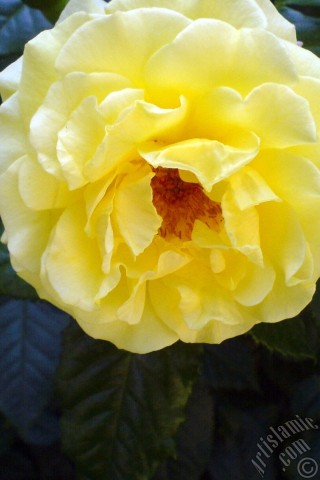 A mobile wallpaper and MMS picture for Apple iPhone 7s, 6s, 5s, 4s, Plus, iPods, iPads, New iPads, Samsung Galaxy S Series and Notes, Sony Ericsson Xperia, LG Mobile Phones, Tablets and Devices: Yellow rose photo.
