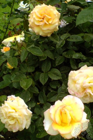 A mobile wallpaper and MMS picture for Apple iPhone 7s, 6s, 5s, 4s, Plus, iPods, iPads, New iPads, Samsung Galaxy S Series and Notes, Sony Ericsson Xperia, LG Mobile Phones, Tablets and Devices: Yellow rose photo.
