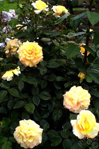 A mobile wallpaper and MMS picture for Apple iPhone 7s, 6s, 5s, 4s, Plus, iPods, iPads, New iPads, Samsung Galaxy S Series and Notes, Sony Ericsson Xperia, LG Mobile Phones, Tablets and Devices: Yellow rose photo.
