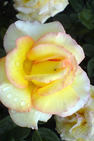 A mobile wallpaper and MMS picture for Apple iPhone 7s, 6s, 5s, 4s, Plus, iPods, iPads, New iPads, Samsung Galaxy S Series and Notes, Sony Ericsson Xperia, LG Mobile Phones, Tablets and Devices: Yellow rose photo.
