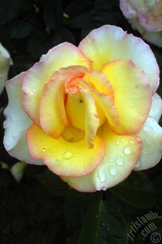 A mobile wallpaper and MMS picture for Apple iPhone 7s, 6s, 5s, 4s, Plus, iPods, iPads, New iPads, Samsung Galaxy S Series and Notes, Sony Ericsson Xperia, LG Mobile Phones, Tablets and Devices: Yellow rose photo.
