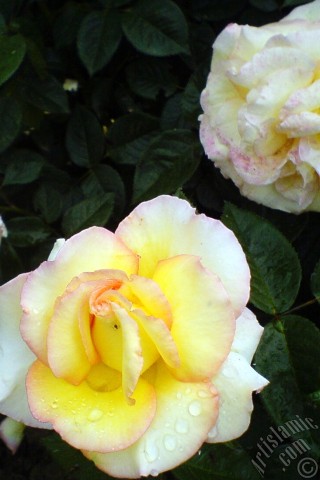 A mobile wallpaper and MMS picture for Apple iPhone 7s, 6s, 5s, 4s, Plus, iPods, iPads, New iPads, Samsung Galaxy S Series and Notes, Sony Ericsson Xperia, LG Mobile Phones, Tablets and Devices: Yellow rose photo.
