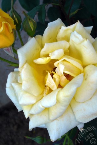 A mobile wallpaper and MMS picture for Apple iPhone 7s, 6s, 5s, 4s, Plus, iPods, iPads, New iPads, Samsung Galaxy S Series and Notes, Sony Ericsson Xperia, LG Mobile Phones, Tablets and Devices: Yellow rose photo.
