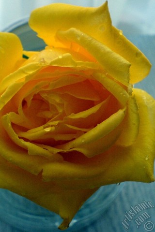 A mobile wallpaper and MMS picture for Apple iPhone 7s, 6s, 5s, 4s, Plus, iPods, iPads, New iPads, Samsung Galaxy S Series and Notes, Sony Ericsson Xperia, LG Mobile Phones, Tablets and Devices: Yellow rose photo.
