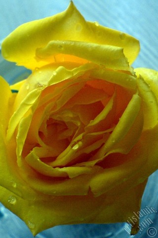 A mobile wallpaper and MMS picture for Apple iPhone 7s, 6s, 5s, 4s, Plus, iPods, iPads, New iPads, Samsung Galaxy S Series and Notes, Sony Ericsson Xperia, LG Mobile Phones, Tablets and Devices: Yellow rose photo.
