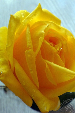 A mobile wallpaper and MMS picture for Apple iPhone 7s, 6s, 5s, 4s, Plus, iPods, iPads, New iPads, Samsung Galaxy S Series and Notes, Sony Ericsson Xperia, LG Mobile Phones, Tablets and Devices: Yellow rose photo.
