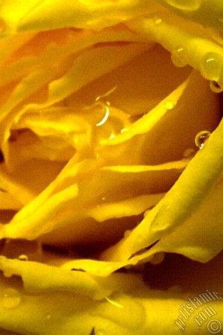 A mobile wallpaper and MMS picture for Apple iPhone 7s, 6s, 5s, 4s, Plus, iPods, iPads, New iPads, Samsung Galaxy S Series and Notes, Sony Ericsson Xperia, LG Mobile Phones, Tablets and Devices: Yellow rose photo.
