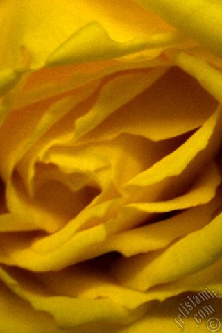 A mobile wallpaper and MMS picture for Apple iPhone 7s, 6s, 5s, 4s, Plus, iPods, iPads, New iPads, Samsung Galaxy S Series and Notes, Sony Ericsson Xperia, LG Mobile Phones, Tablets and Devices: Yellow rose photo.
