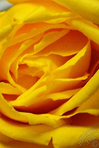 A mobile wallpaper and MMS picture for Apple iPhone 7s, 6s, 5s, 4s, Plus, iPods, iPads, New iPads, Samsung Galaxy S Series and Notes, Sony Ericsson Xperia, LG Mobile Phones, Tablets and Devices: Yellow rose photo.
