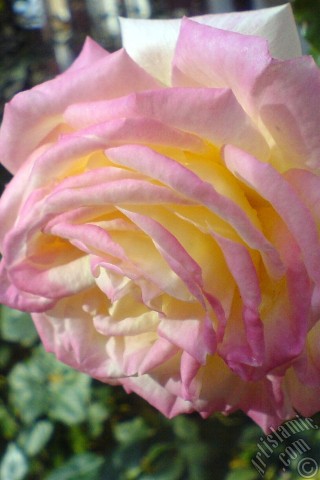 A mobile wallpaper and MMS picture for Apple iPhone 7s, 6s, 5s, 4s, Plus, iPods, iPads, New iPads, Samsung Galaxy S Series and Notes, Sony Ericsson Xperia, LG Mobile Phones, Tablets and Devices: Variegated (mottled) rose photo.
