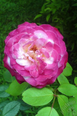 A mobile wallpaper and MMS picture for Apple iPhone 7s, 6s, 5s, 4s, Plus, iPods, iPads, New iPads, Samsung Galaxy S Series and Notes, Sony Ericsson Xperia, LG Mobile Phones, Tablets and Devices: Variegated (mottled) rose photo.
