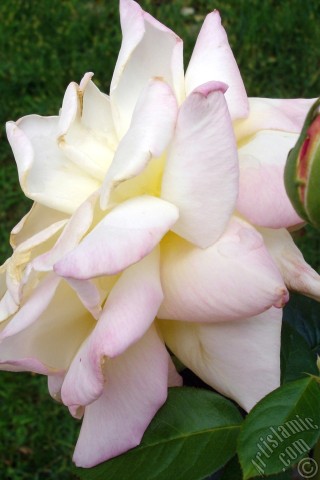 A mobile wallpaper and MMS picture for Apple iPhone 7s, 6s, 5s, 4s, Plus, iPods, iPads, New iPads, Samsung Galaxy S Series and Notes, Sony Ericsson Xperia, LG Mobile Phones, Tablets and Devices: Variegated (mottled) rose photo.
