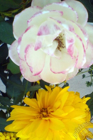 A mobile wallpaper and MMS picture for Apple iPhone 7s, 6s, 5s, 4s, Plus, iPods, iPads, New iPads, Samsung Galaxy S Series and Notes, Sony Ericsson Xperia, LG Mobile Phones, Tablets and Devices: Variegated (mottled) rose photo.
