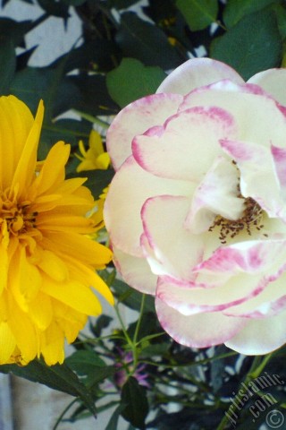 A mobile wallpaper and MMS picture for Apple iPhone 7s, 6s, 5s, 4s, Plus, iPods, iPads, New iPads, Samsung Galaxy S Series and Notes, Sony Ericsson Xperia, LG Mobile Phones, Tablets and Devices: Variegated (mottled) rose photo.
