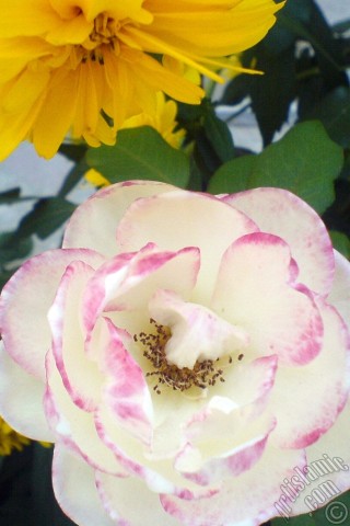 A mobile wallpaper and MMS picture for Apple iPhone 7s, 6s, 5s, 4s, Plus, iPods, iPads, New iPads, Samsung Galaxy S Series and Notes, Sony Ericsson Xperia, LG Mobile Phones, Tablets and Devices: Variegated (mottled) rose photo.
