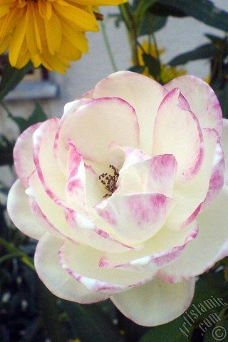 A mobile wallpaper and MMS picture for Apple iPhone 7s, 6s, 5s, 4s, Plus, iPods, iPads, New iPads, Samsung Galaxy S Series and Notes, Sony Ericsson Xperia, LG Mobile Phones, Tablets and Devices: Variegated (mottled) rose photo.
