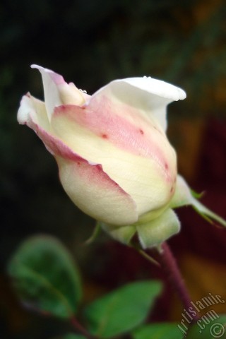 A mobile wallpaper and MMS picture for Apple iPhone 7s, 6s, 5s, 4s, Plus, iPods, iPads, New iPads, Samsung Galaxy S Series and Notes, Sony Ericsson Xperia, LG Mobile Phones, Tablets and Devices: Variegated (mottled) rose photo.
