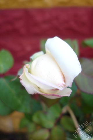 A mobile wallpaper and MMS picture for Apple iPhone 7s, 6s, 5s, 4s, Plus, iPods, iPads, New iPads, Samsung Galaxy S Series and Notes, Sony Ericsson Xperia, LG Mobile Phones, Tablets and Devices: Variegated (mottled) rose photo.
