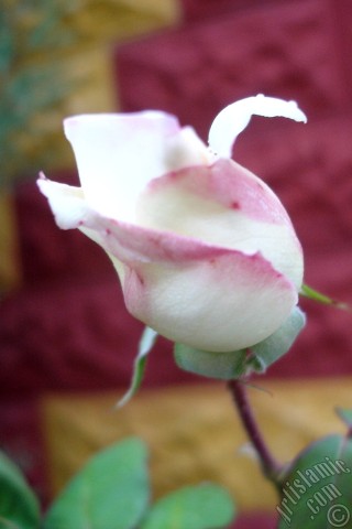 A mobile wallpaper and MMS picture for Apple iPhone 7s, 6s, 5s, 4s, Plus, iPods, iPads, New iPads, Samsung Galaxy S Series and Notes, Sony Ericsson Xperia, LG Mobile Phones, Tablets and Devices: Variegated (mottled) rose photo.
