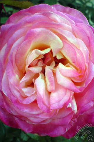A mobile wallpaper and MMS picture for Apple iPhone 7s, 6s, 5s, 4s, Plus, iPods, iPads, New iPads, Samsung Galaxy S Series and Notes, Sony Ericsson Xperia, LG Mobile Phones, Tablets and Devices: Variegated (mottled) rose photo.
