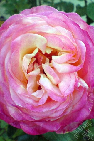 A mobile wallpaper and MMS picture for Apple iPhone 7s, 6s, 5s, 4s, Plus, iPods, iPads, New iPads, Samsung Galaxy S Series and Notes, Sony Ericsson Xperia, LG Mobile Phones, Tablets and Devices: Variegated (mottled) rose photo.
