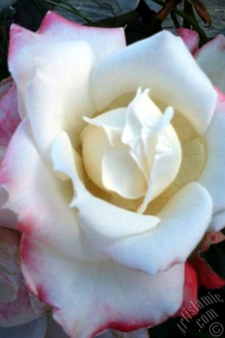 A mobile wallpaper and MMS picture for Apple iPhone 7s, 6s, 5s, 4s, Plus, iPods, iPads, New iPads, Samsung Galaxy S Series and Notes, Sony Ericsson Xperia, LG Mobile Phones, Tablets and Devices: Variegated (mottled) rose photo.
