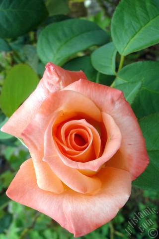 A mobile wallpaper and MMS picture for Apple iPhone 7s, 6s, 5s, 4s, Plus, iPods, iPads, New iPads, Samsung Galaxy S Series and Notes, Sony Ericsson Xperia, LG Mobile Phones, Tablets and Devices: Salmon Color rose photo.

