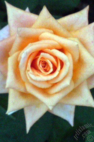 A mobile wallpaper and MMS picture for Apple iPhone 7s, 6s, 5s, 4s, Plus, iPods, iPads, New iPads, Samsung Galaxy S Series and Notes, Sony Ericsson Xperia, LG Mobile Phones, Tablets and Devices: Salmon Color rose photo.
