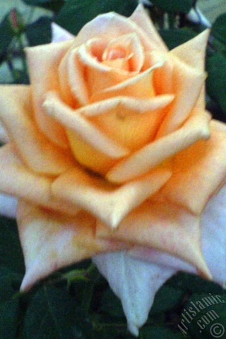 A mobile wallpaper and MMS picture for Apple iPhone 7s, 6s, 5s, 4s, Plus, iPods, iPads, New iPads, Samsung Galaxy S Series and Notes, Sony Ericsson Xperia, LG Mobile Phones, Tablets and Devices: Salmon Color rose photo.
