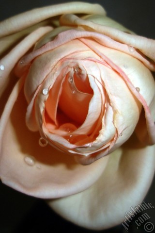 A mobile wallpaper and MMS picture for Apple iPhone 7s, 6s, 5s, 4s, Plus, iPods, iPads, New iPads, Samsung Galaxy S Series and Notes, Sony Ericsson Xperia, LG Mobile Phones, Tablets and Devices: Salmon Color rose photo.

