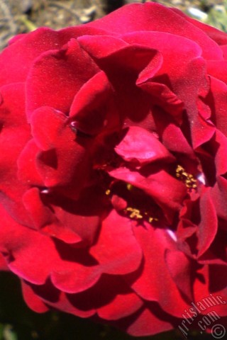 A mobile wallpaper and MMS picture for Apple iPhone 7s, 6s, 5s, 4s, Plus, iPods, iPads, New iPads, Samsung Galaxy S Series and Notes, Sony Ericsson Xperia, LG Mobile Phones, Tablets and Devices: Burgundy Color rose photo.
