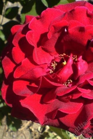 A mobile wallpaper and MMS picture for Apple iPhone 7s, 6s, 5s, 4s, Plus, iPods, iPads, New iPads, Samsung Galaxy S Series and Notes, Sony Ericsson Xperia, LG Mobile Phones, Tablets and Devices: Burgundy Color rose photo.
