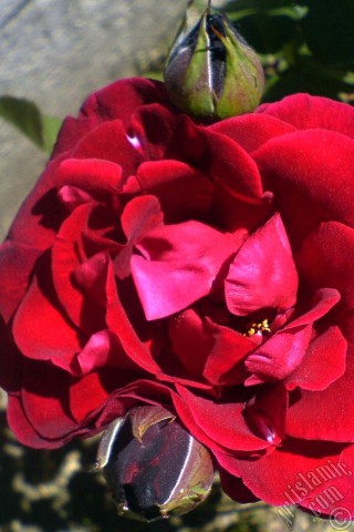 A mobile wallpaper and MMS picture for Apple iPhone 7s, 6s, 5s, 4s, Plus, iPods, iPads, New iPads, Samsung Galaxy S Series and Notes, Sony Ericsson Xperia, LG Mobile Phones, Tablets and Devices: Burgundy Color rose photo.
