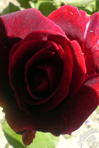 A mobile wallpaper and MMS picture for Apple iPhone 7s, 6s, 5s, 4s, Plus, iPods, iPads, New iPads, Samsung Galaxy S Series and Notes, Sony Ericsson Xperia, LG Mobile Phones, Tablets and Devices: Burgundy Color rose photo.

