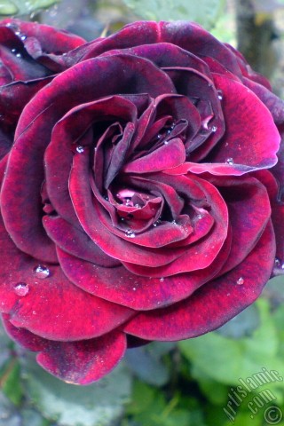 A mobile wallpaper and MMS picture for Apple iPhone 7s, 6s, 5s, 4s, Plus, iPods, iPads, New iPads, Samsung Galaxy S Series and Notes, Sony Ericsson Xperia, LG Mobile Phones, Tablets and Devices: Burgundy Color rose photo.
