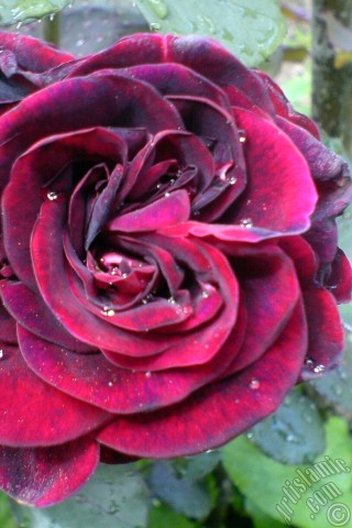 A mobile wallpaper and MMS picture for Apple iPhone 7s, 6s, 5s, 4s, Plus, iPods, iPads, New iPads, Samsung Galaxy S Series and Notes, Sony Ericsson Xperia, LG Mobile Phones, Tablets and Devices: Burgundy Color rose photo.
